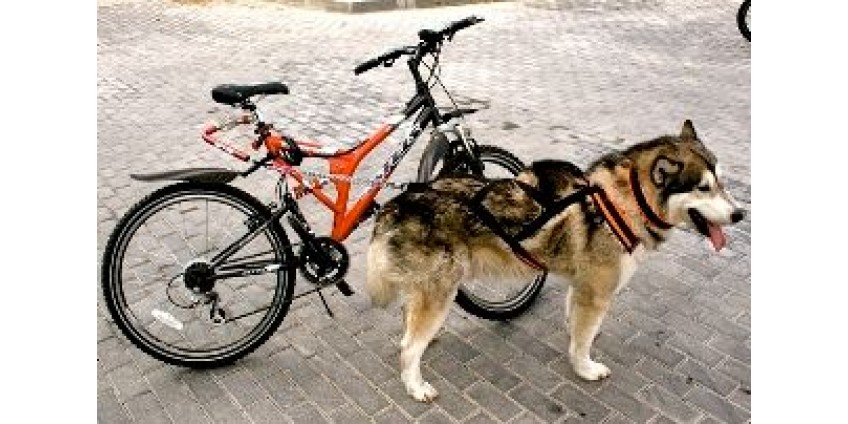 Методика обучения собаки движению рядом с велосипедом и буксировке